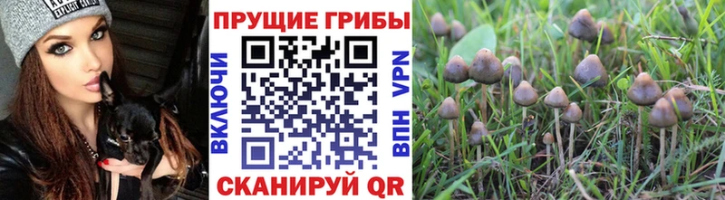 Галлюциногенные грибы Psilocybe даркнет сайт Воскресенск